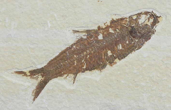 Knightia Fossil Fish - Wyoming #66541